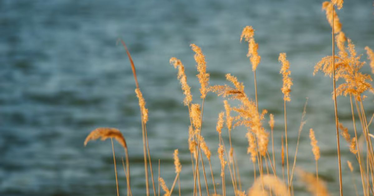 Small Straws in a Soft Wind