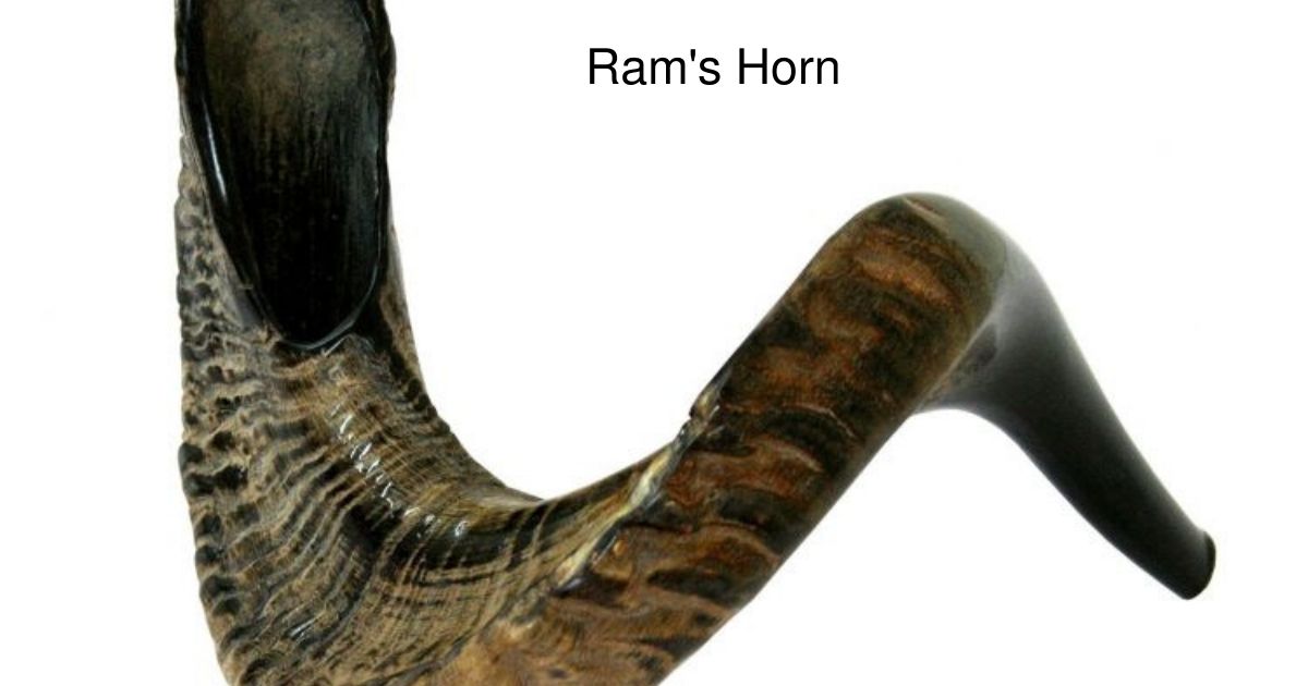 Ram's Horn