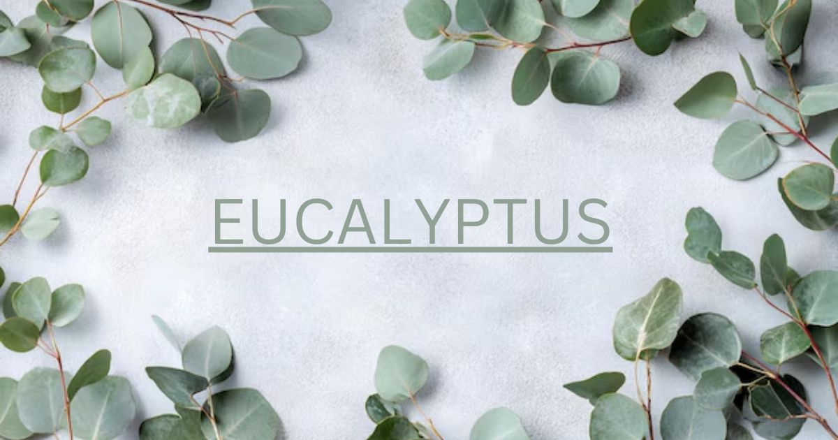 Eucalyptus