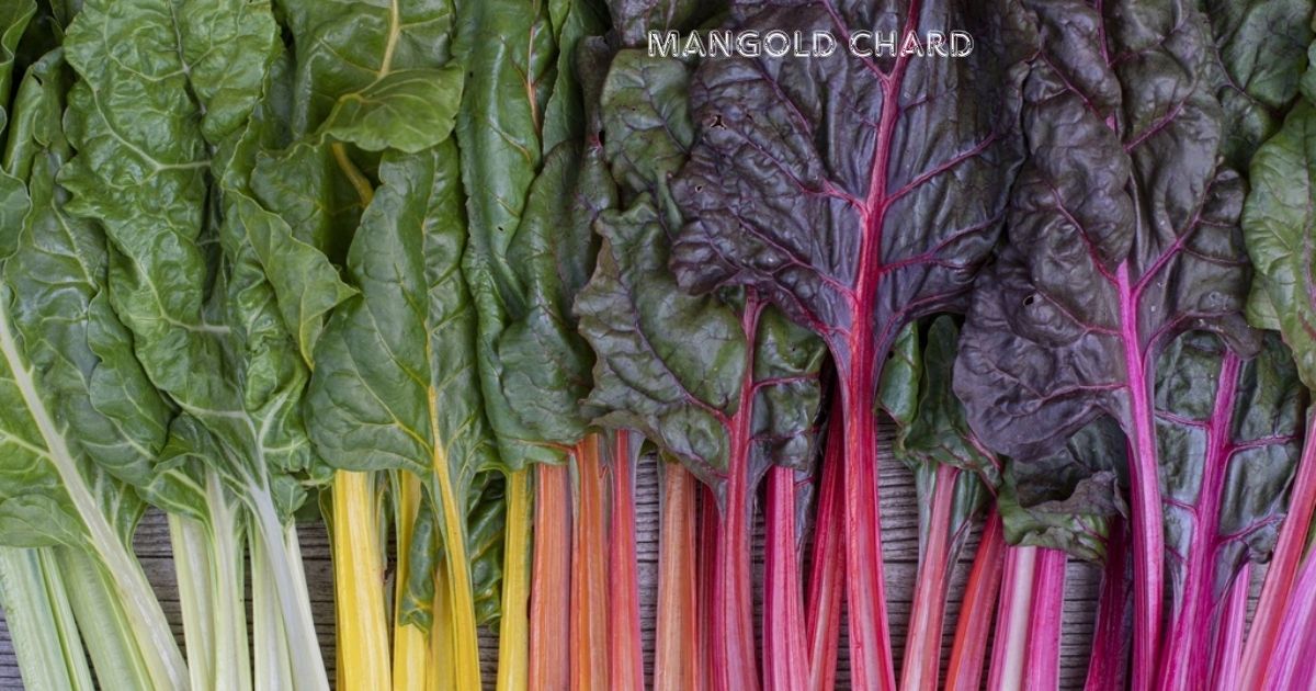 Mangold Chard