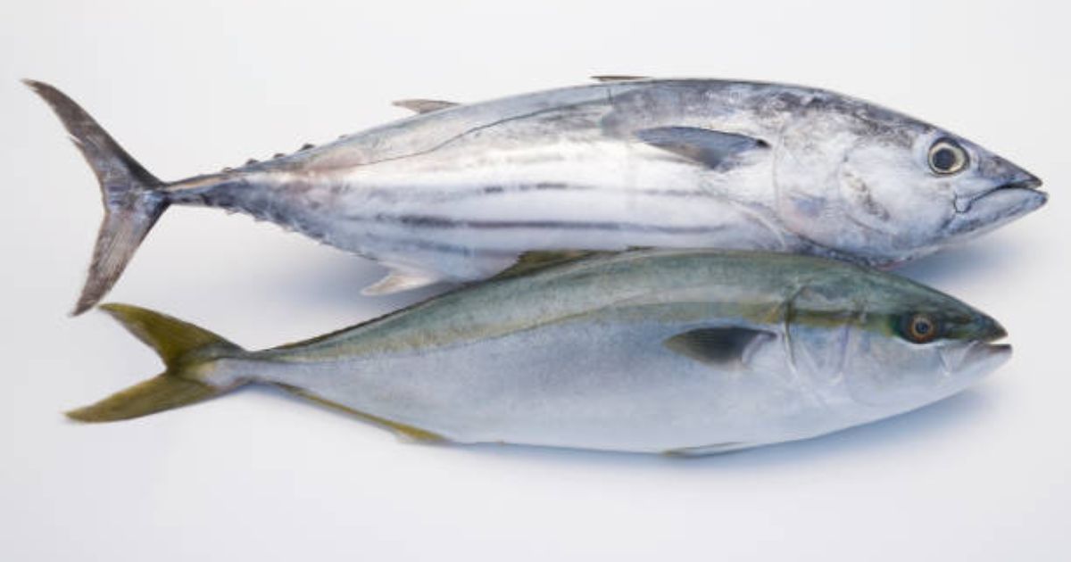 Listao Tuna