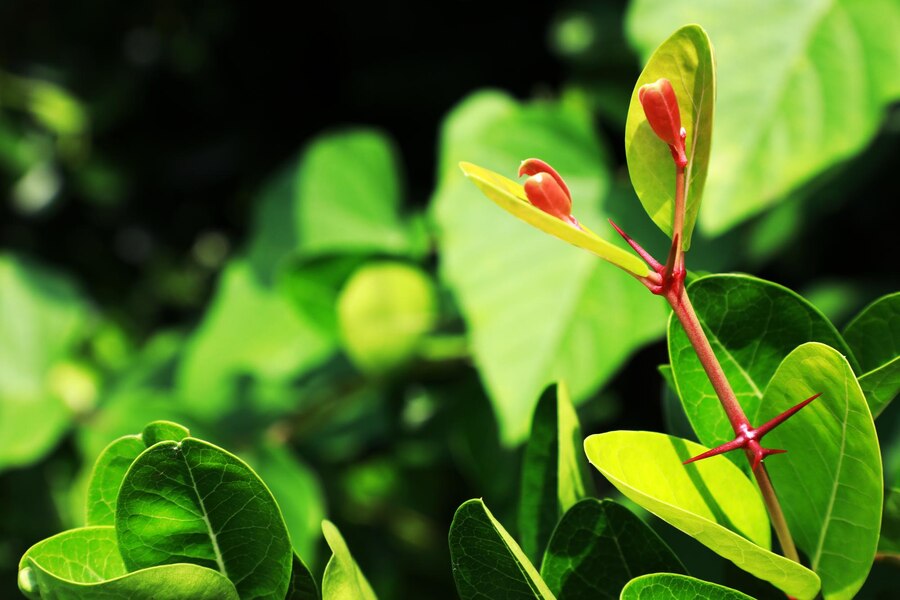 Green Plants