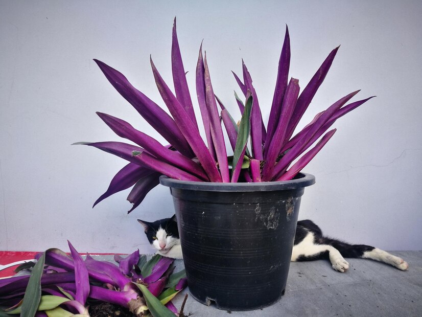 Alocasia Black Velvet