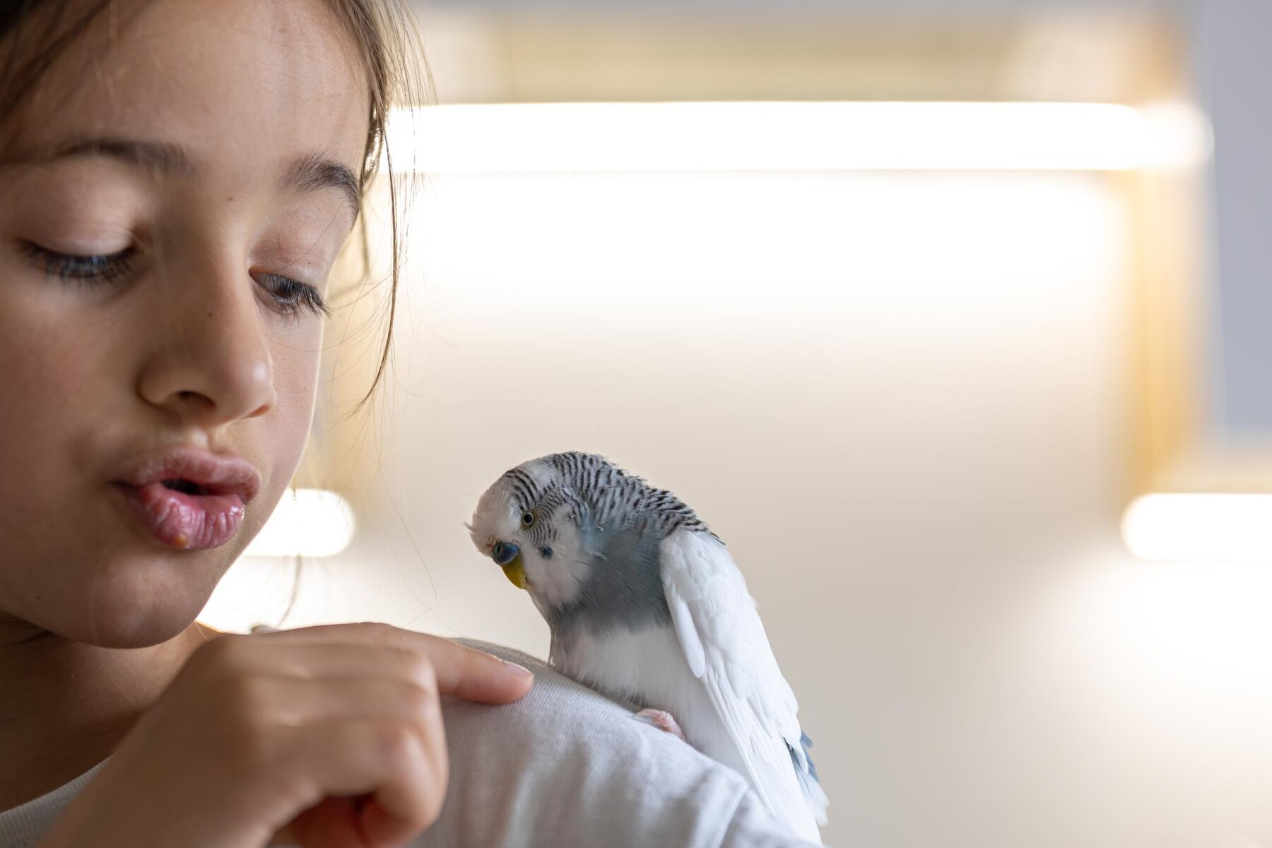 African Grey Parrot Price