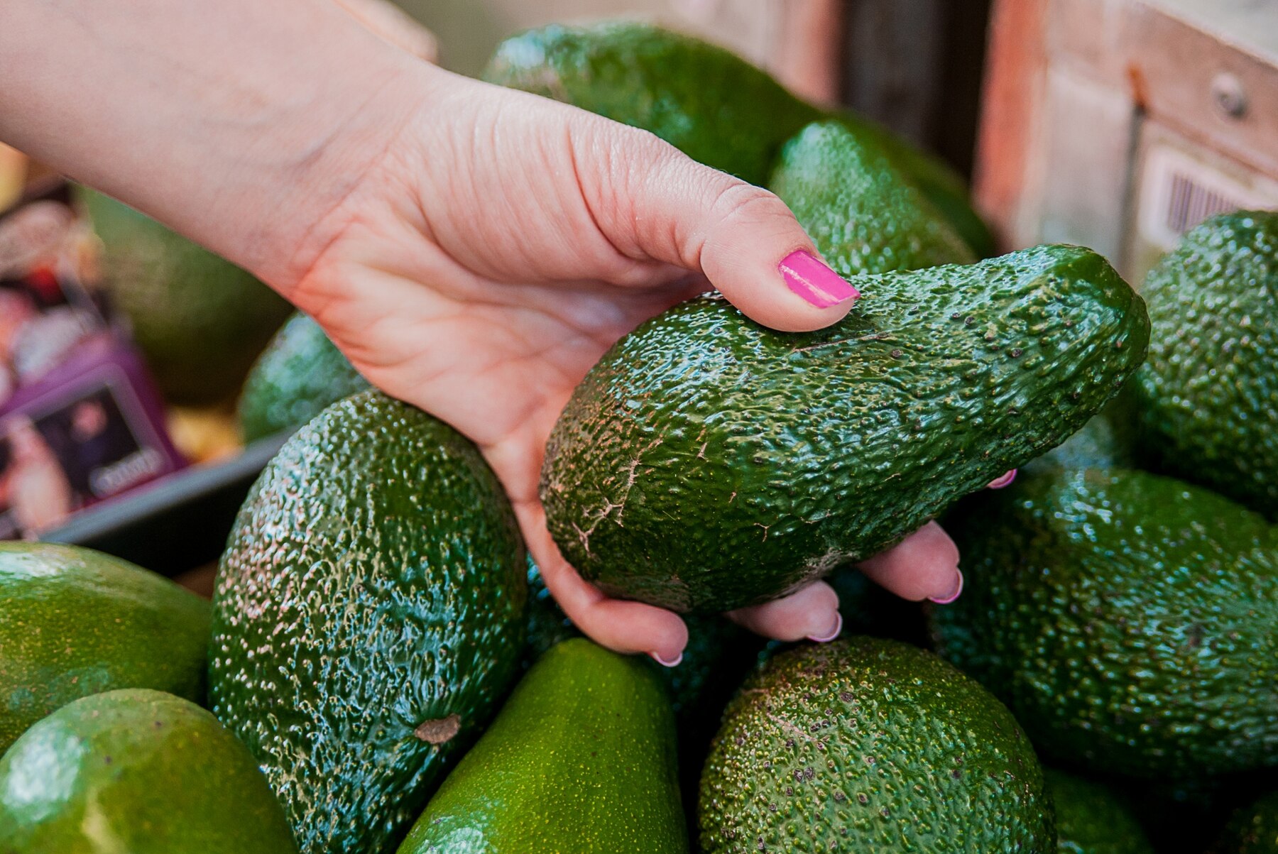 Avocado Price in India