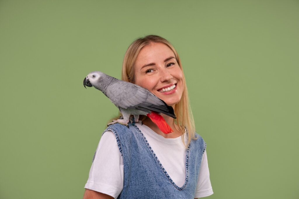 African Grey Parrot Price